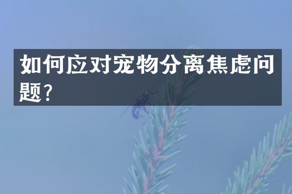如何应对宠物分离焦虑问题？