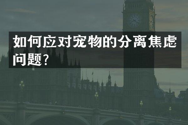 如何应对宠物的分离焦虑问题？
