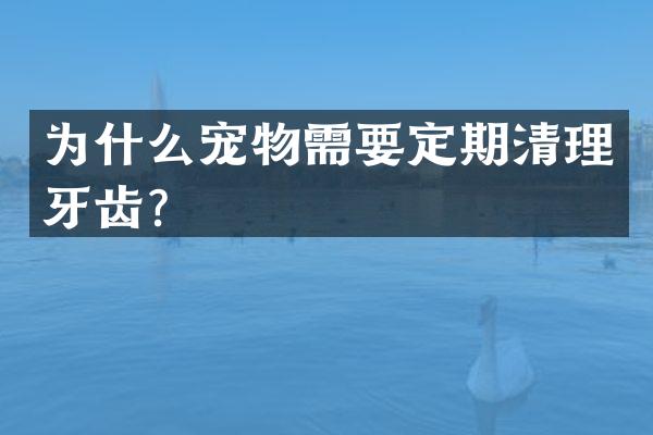 为什么宠物需要定期清理牙齿？
