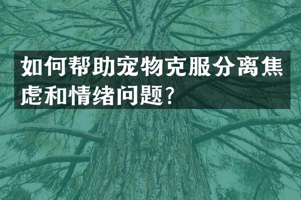 如何帮助宠物克服分离焦虑和情绪问题？