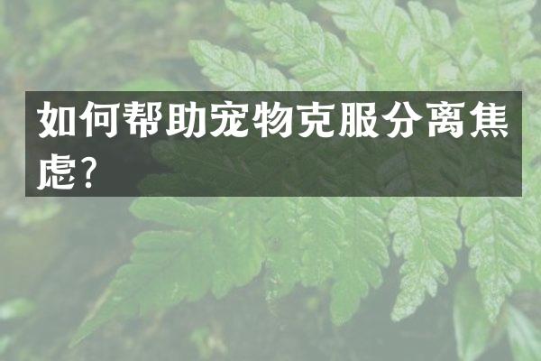 如何帮助宠物克服分离焦虑？