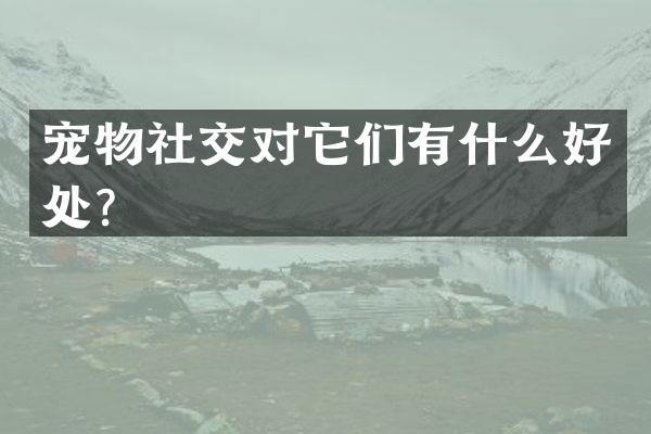 宠物社交对它们有什么好处？
