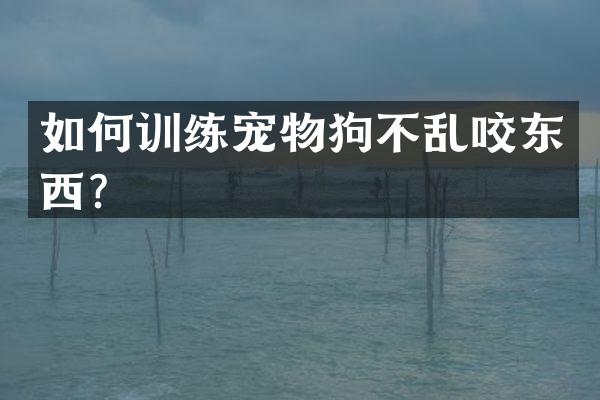 如何训练宠物狗不乱咬东西？