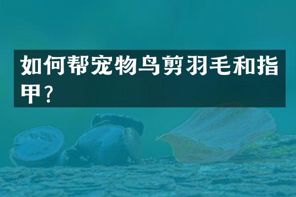 如何帮宠物鸟剪羽毛和指甲？