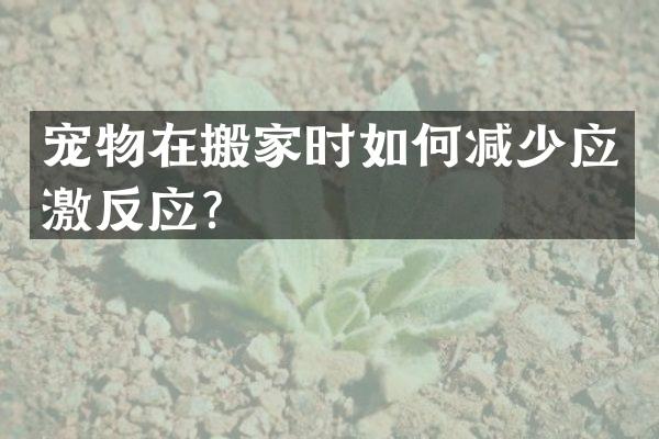 宠物在搬家时如何减少应激反应？