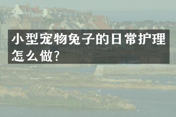 小型宠物兔子的日常护理怎么做？