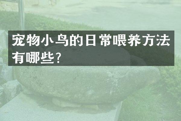 宠物小鸟的日常喂养方法有哪些？