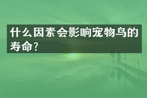 什么因素会影响宠物鸟的寿命？