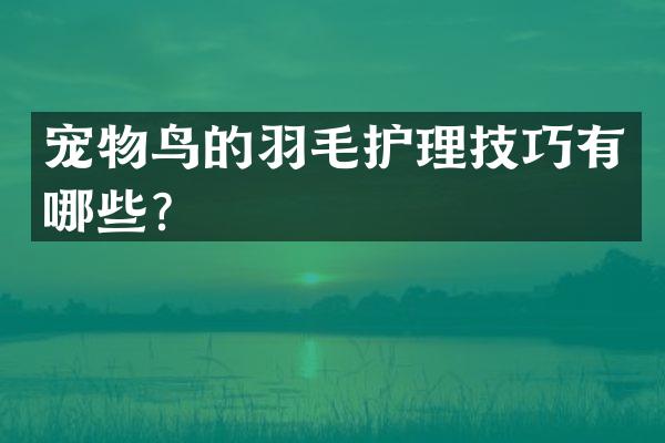 宠物鸟的羽毛护理技巧有哪些？