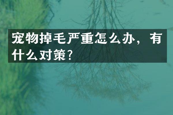 宠物掉毛严重怎么办，有什么对策？
