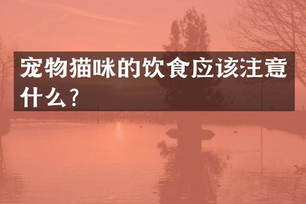 宠物猫咪的饮食应该注意什么？