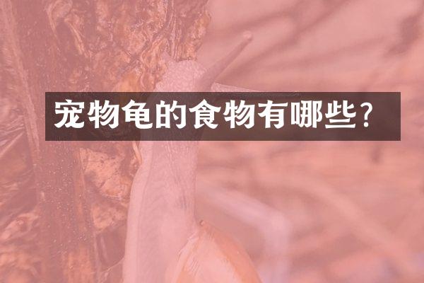 宠物龟的食物有哪些？