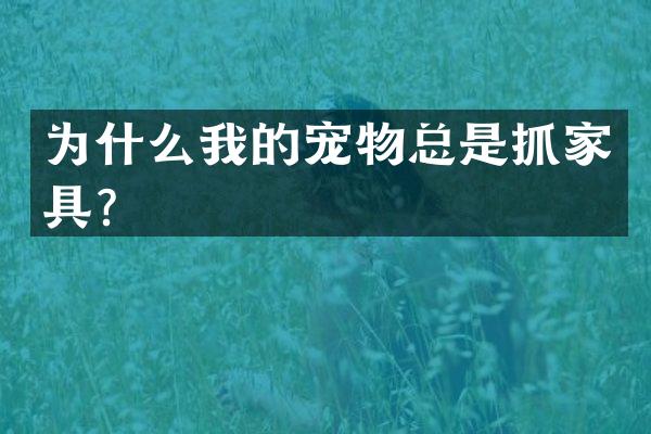 为什么我的宠物总是抓家具？