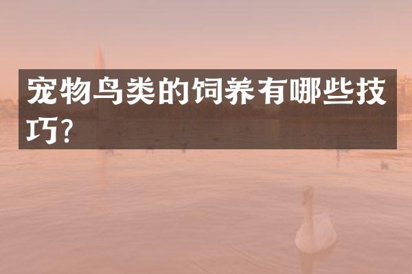 宠物鸟类的饲养有哪些技巧？