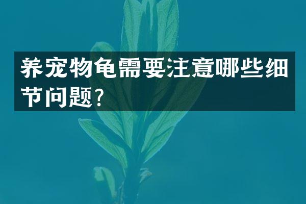 养宠物龟需要注意哪些细节问题？