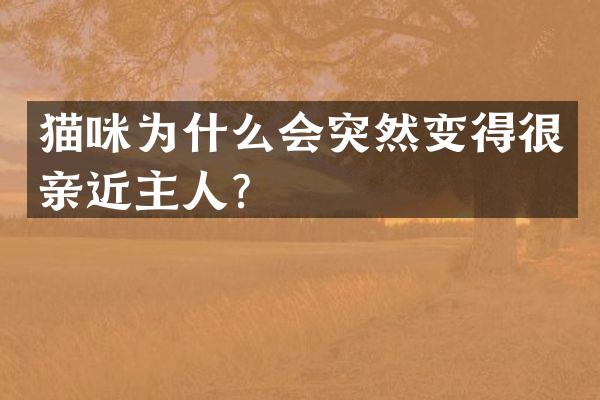 猫咪为什么会突然变得很亲近主人？