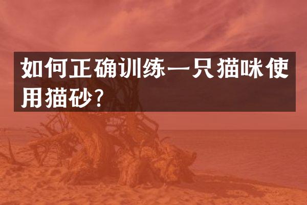 如何正确训练一只猫咪使用猫砂？