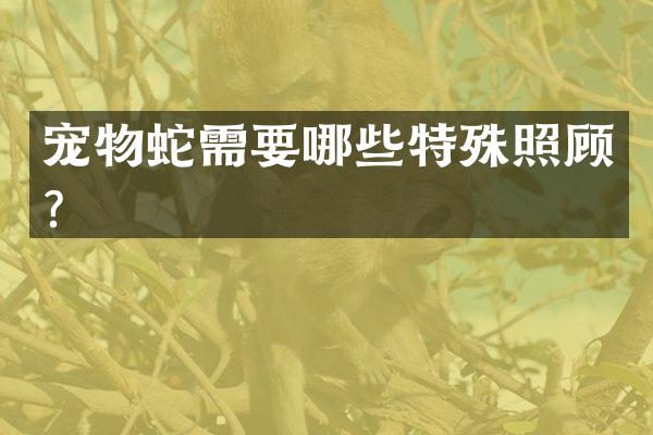 宠物蛇需要哪些特殊照顾？