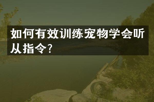 如何有效训练宠物学会听从指令？