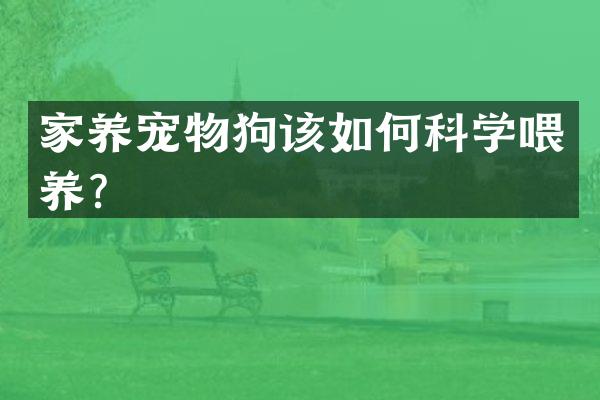 家养宠物狗该如何科学喂养？