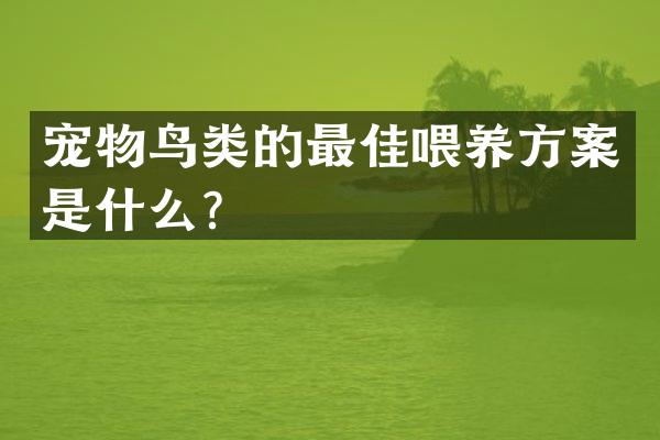 宠物鸟类的最佳喂养方案是什么？