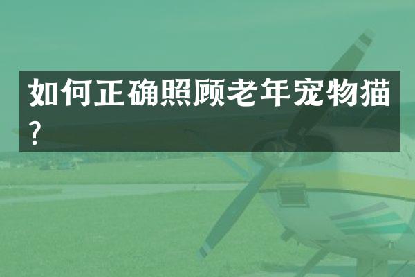 如何正确照顾老年宠物猫？