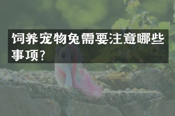 饲养宠物兔需要注意哪些事项？