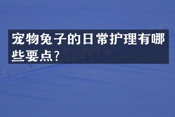 宠物兔子的日常护理有哪些要点？