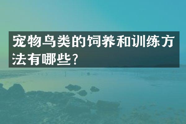 宠物鸟类的饲养和训练方法有哪些？
