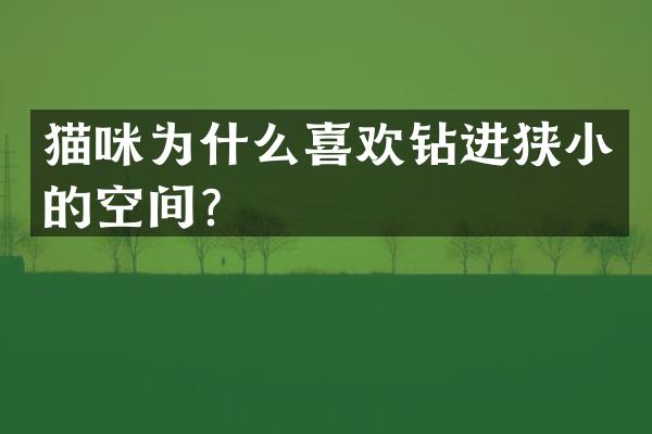 猫咪为什么喜欢钻进狭小的空间？