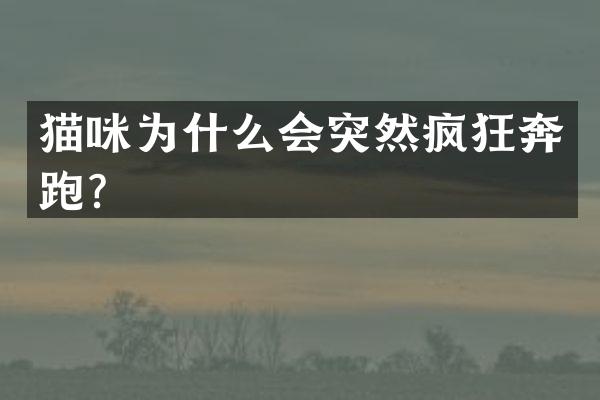 猫咪为什么会突然疯狂奔跑？