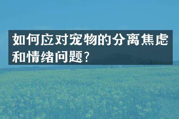 如何应对宠物的分离焦虑和情绪问题？