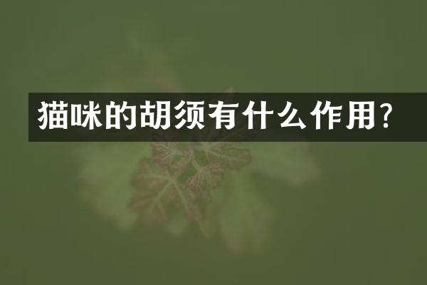 猫咪的胡须有什么作用？