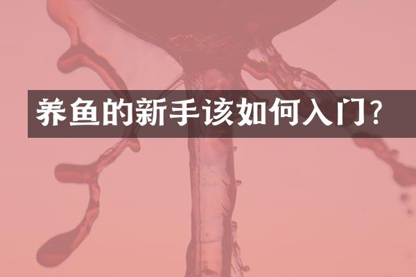 养鱼的新手该如何入门？