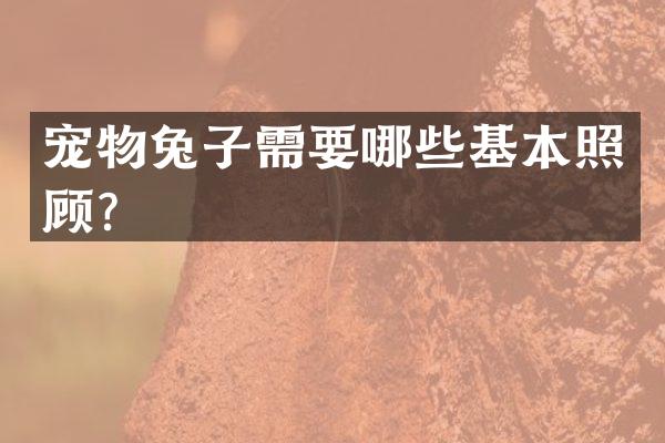 宠物兔子需要哪些基本照顾？