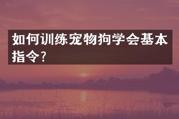 如何训练宠物狗学会基本指令？