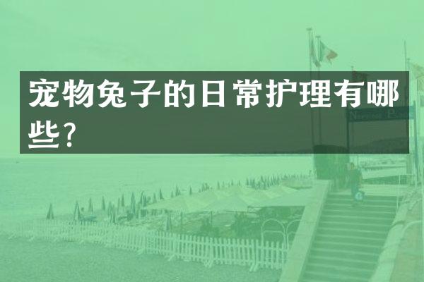 宠物兔子的日常护理有哪些？