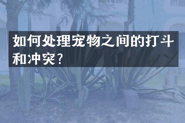 如何处理宠物之间的打斗和冲突？