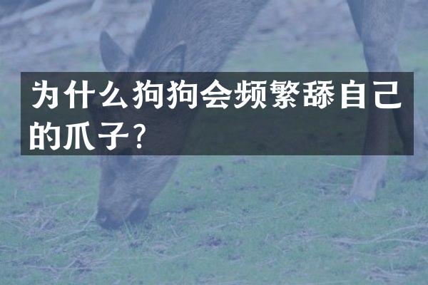 为什么狗狗会频繁舔自己的爪子？
