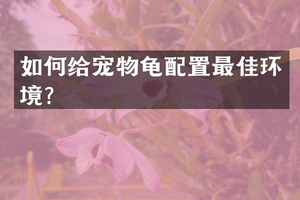 如何给宠物龟配置最佳环境？