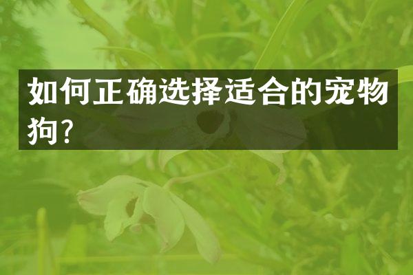 如何正确选择适合的宠物狗？