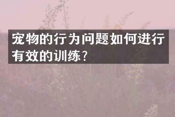 宠物的行为问题如何进行有效的训练？