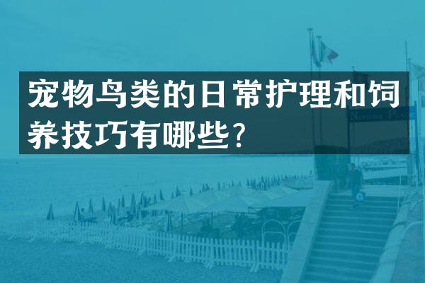 宠物鸟类的日常护理和饲养技巧有哪些？