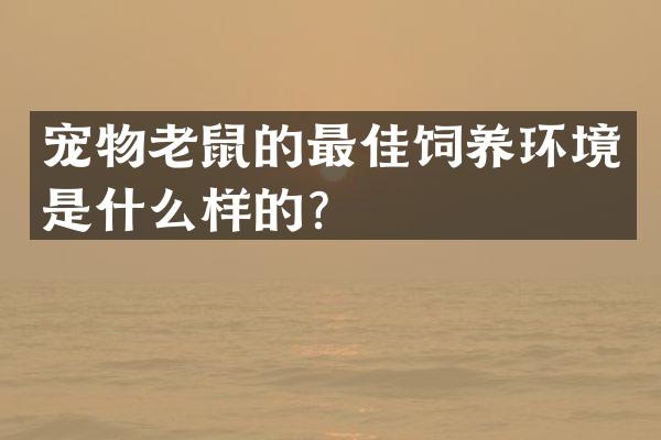 宠物老鼠的最佳饲养环境是什么样的？