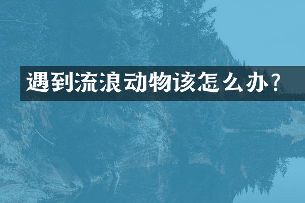 遇到流浪动物该怎么办？