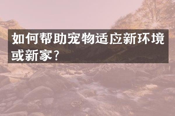 如何帮助宠物适应新环境或新家？
