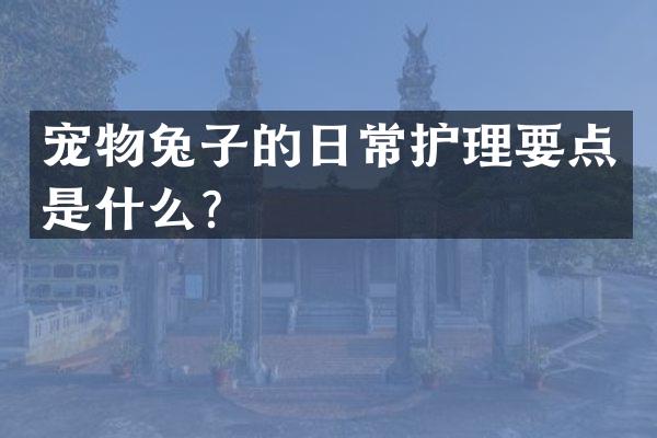 宠物兔子的日常护理要点是什么？