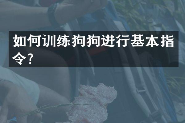 如何训练狗狗进行基本指令？