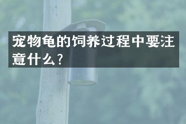 宠物龟的饲养过程中要注意什么？