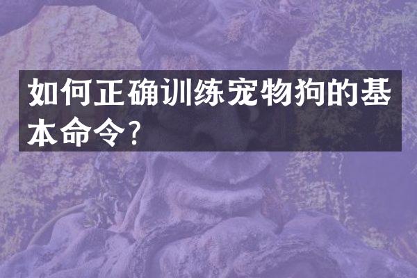 如何正确训练宠物狗的基本命令？